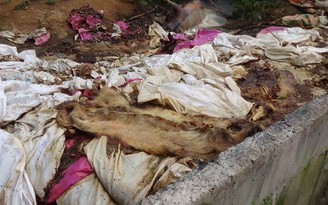 Vứt hàng trăm xác heo thối ra thượng nguồn sông Sài Gòn