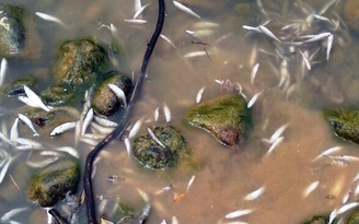 Cá chết bất thường trên sông Âm