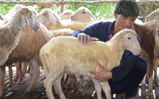 Tự tạo cơ hội: Bỏ phố về quê nuôi cừu