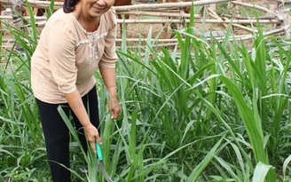 Bỏ lúa trồng... cỏ