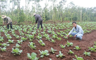 Làm giàu với rau - củ - quả