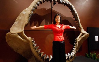 Cá mập khổng lồ tuyệt chủng vì kén ăn