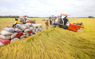 Xuất khẩu gạo Việt thêm áp lực