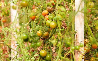 Bệnh xoắn lá vi rút gây hại cà chua ở Đơn Dương
