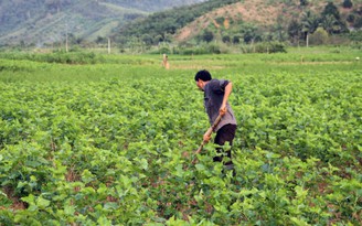 Đội viên dự án 600 phó chủ tịch xã được địa phương quy hoạch