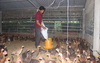Làm giàu từ nuôi gà thương phẩm