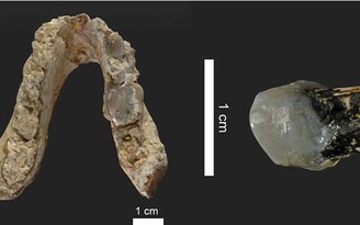 Hóa thạch 7,2 triệu năm có thể viết lại nguồn gốc loài người