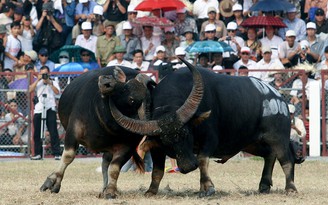 Có thể đưa Lễ hội chọi trâu Đồ Sơn khỏi Danh mục di sản văn hóa phi vật thể quốc gia