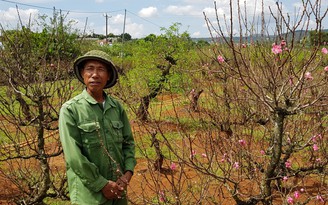 Đào Nhật Tân đón xuân trên cao nguyên