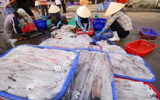 Việt Nam chỉ đứng sau Trung Quốc về xuất khẩu mực, bạch tuộc vào Nhật