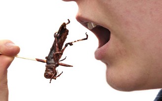 Bạn nghĩ gì khi 50 năm nữa chúng ta chỉ có côn trùng để ăn?