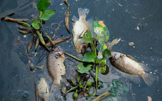 Cá lại chết trên kênh Nhiêu Lộc - Thị Nghè
