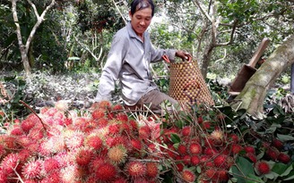 Lo chôm chôm mất giá