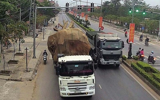 Chưa thể xử lý nhà xe chở 'cây khủng'