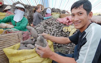 Khoai lang tím Nhật tăng giá