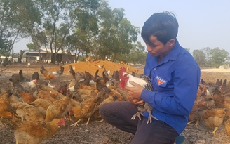 Kỹ sư công nghệ thông tin về quê nuôi... gà Ai Cập
