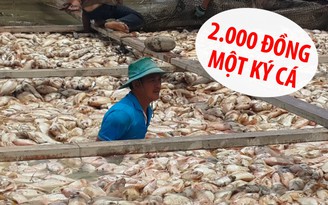 Hơn 1.500 tấn cá chết bất thường: Do lượng ô xy trong nước bị thiếu hụt