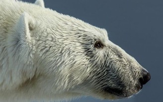Bảo vệ con, bị gấu Bắc Cực giết chết