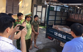 Dịch tả lợn châu Phi áp sát biên giới Việt Nam