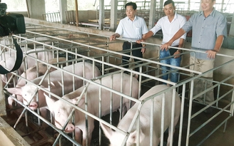 Thu hàng trăm triệu từ nuôi heo sạch