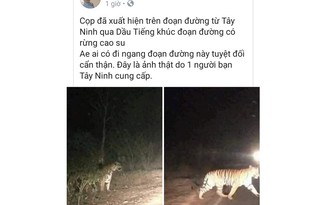 Hổ xuất hiện tại Tây Ninh, Bình Dương là tin thất thiệt