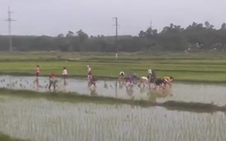 Giúp cụ ông cấy lúa, hơn 20 nữ công nhân may nhận 'mưa tim'