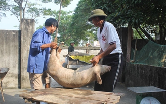 Thử nghiệm vắc xin chống dịch tả lợn châu Phi