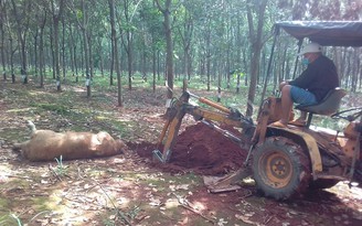 Phát hiện xác heo vứt trong lô cao su ở H.Thống Nhất, Đồng Nai