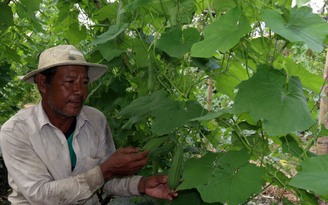 Bí quyết làm giàu: Đổi đời nhờ trồng rau màu