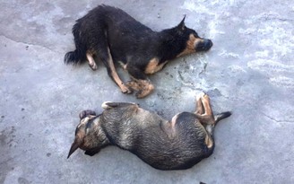 Chính quyền nói gì về vụ dân làng đánh chết trộm chó ở Gia Lai?