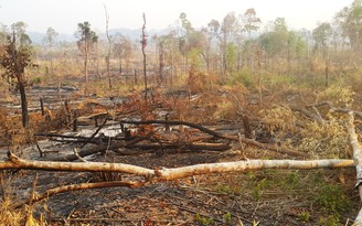 Chuyển Công an điều tra vụ Ban quản lý rừng Chư Mố để mất hơn 1.400 ha rừng