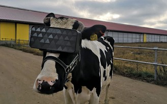 Bò đeo kính VR có thể tạo ra nhiều sữa hơn?