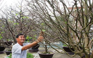 Cho thuê mai dịp tết, bỏ túi tiền tỉ