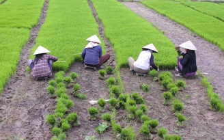 Bưng chén cơm ăn sao đắng cả lòng