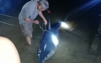 Cá mập dạt vào cửa sông ở Quảng Trị