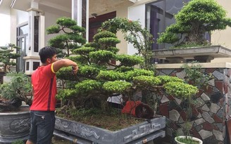 [Kỳ 3] Nghề kiếm tiền ngày cận tết: Làm đẹp bonsai, chăm sóc kiểng đang chạy nước rút