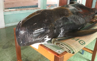 Cá voi nặng 300 kg dạt vào bờ biển Quảng Ngãi