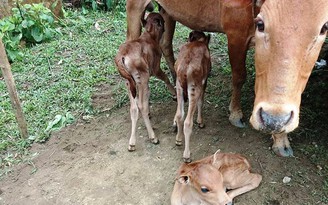 Người người rủ nhau đi xem bò mẹ sinh ba ở Quảng Nam