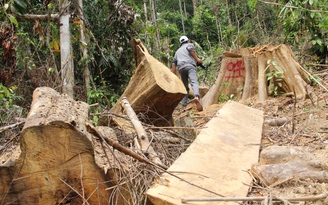 Rừng phòng hộ Đông Giang bị tàn phá nghiêm trọng