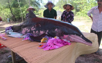 Cá voi hơn 200 kg dạt vào bờ được người dân tổ chức an táng