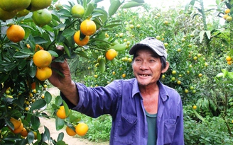 'Vương quốc hoa kiểng' khắp miền vào mùa Tết - Kỳ 3: 'Cháy hàng' quất Phố Hội