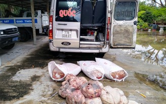 CSGT bắt giữ xe chở hơn 5 tạ nội tạng, thịt động vật bốc mùi hôi thối