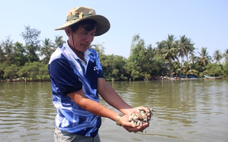 Người dân điêu đứng vì nghêu đến kỳ thu hoạch chết trắng dọc sông Trường Giang