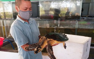 Quảng Nam: Chủ quán bàn giao rùa biển quý hiếm để thả về môi trường tự nhiên