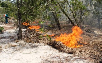 Quảng Nam: Hơn 100 người dập đám cháy rừng phòng hộ ven biển