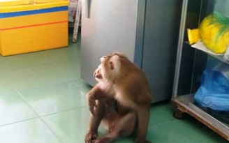 Quảng Nam: Bất an vì khỉ đuôi lợn hơn 10kg quấy phá, lục tung nhà trộm đồ