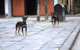 Hội An 'nói không’ với thịt chó, mèo: Chính quyền chưa hề cấm quán thịt chó buôn bán