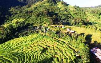 Quảng Nam xin chuyển hơn 25 ha rừng tự nhiên làm đường đến vùng sâm Ngọc Linh