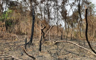 Vụ đốt thực bì gây cháy rừng Quảng Nam: Khởi tố 2 giám đốc, 1 nhân viên
