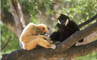 Viện trợ hơn 1,7 tỉ đồng bảo tồn động vật rừng Quốc gia Phong Nha-Kẻ Bàng